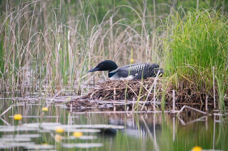 Look for Sensitive Wildlife and Nesting Areas