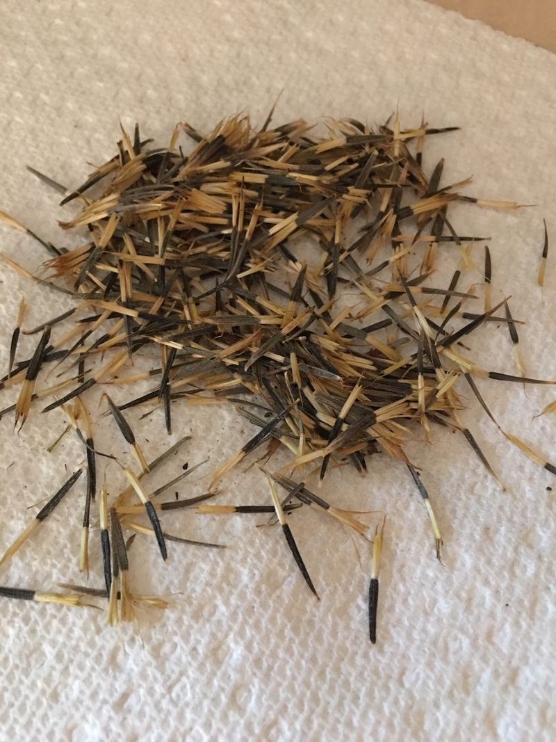 Thoroughly Dry the Seeds