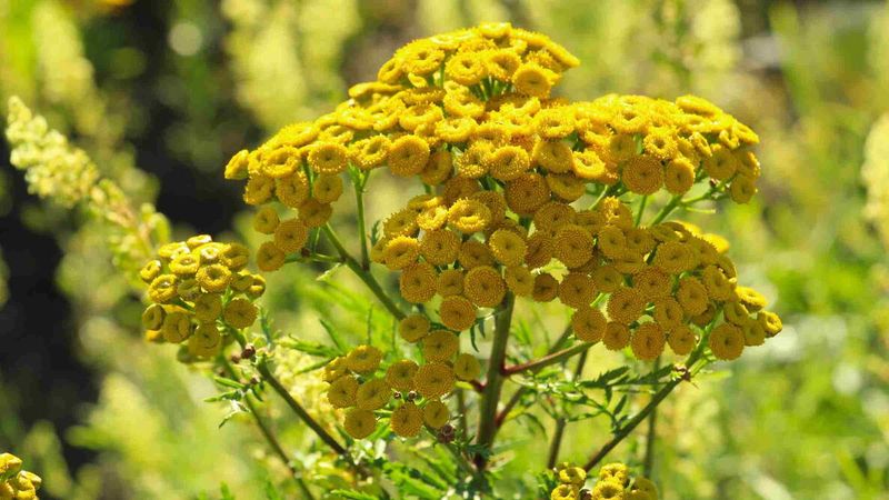 Tansy