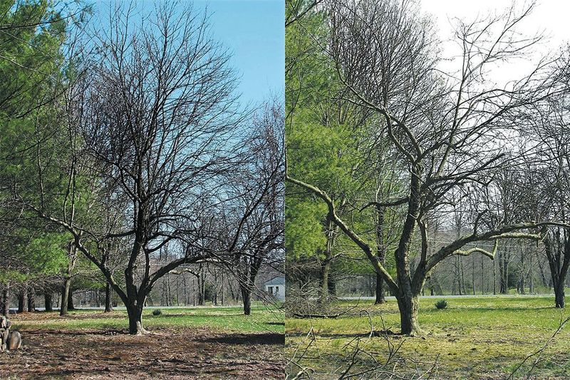 Fixing a Neglected Tree in One Winter