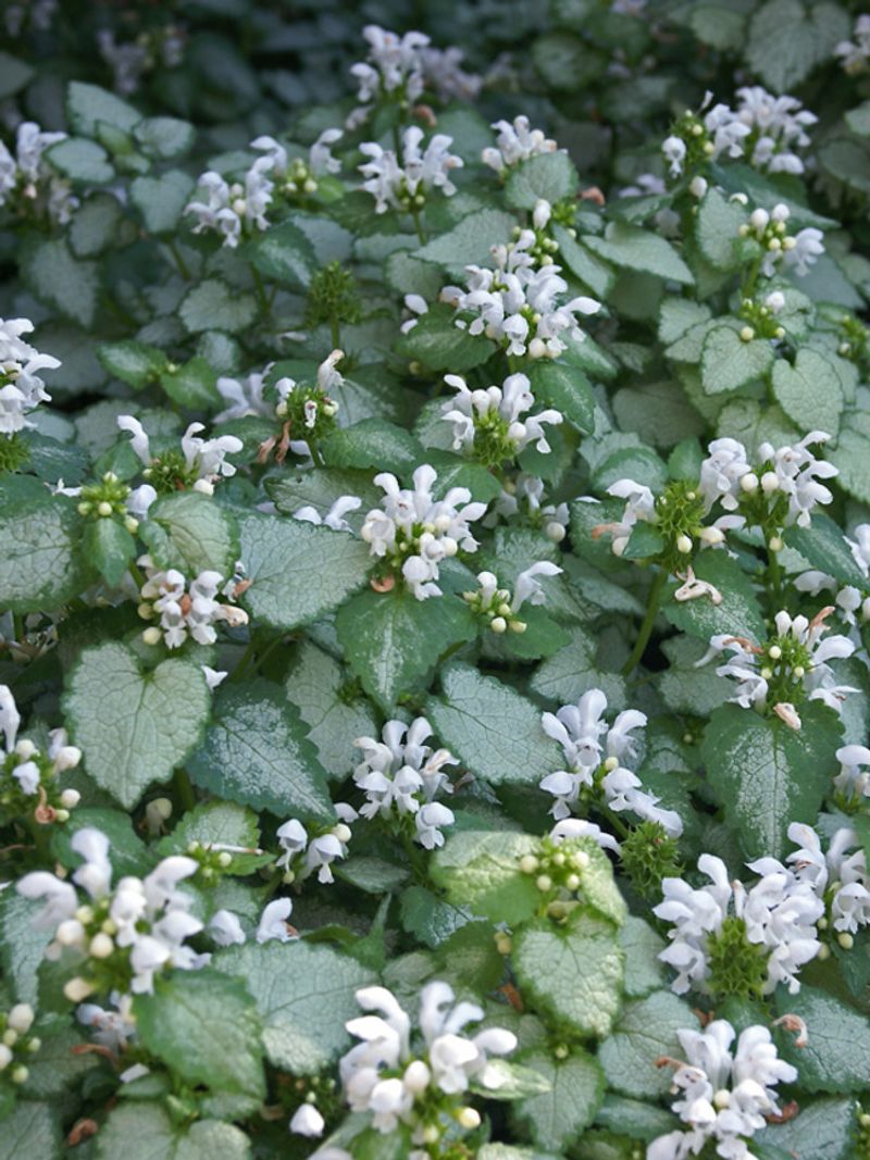 Lamium 'White Nancy'