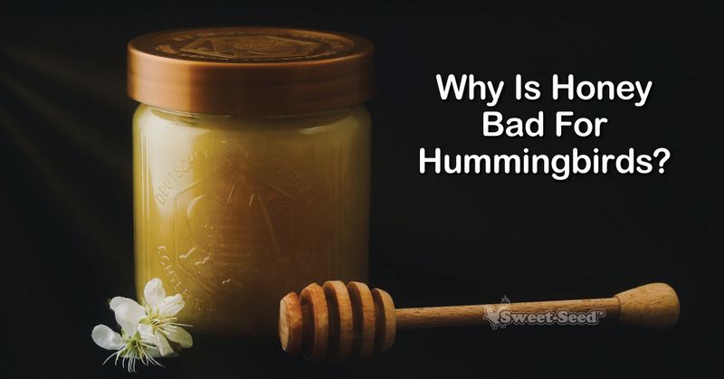 Never Offer Honey Water