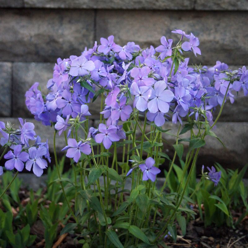 Woodland Phlox (Phlox divaricata)