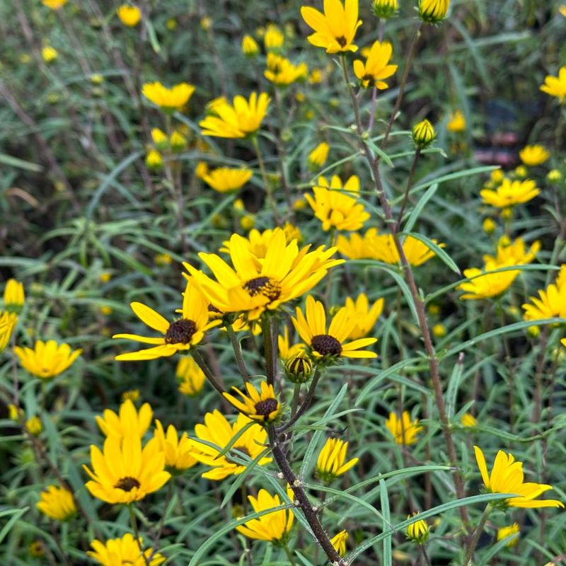 Swamp Sunflower (Helianthus angustifolius)