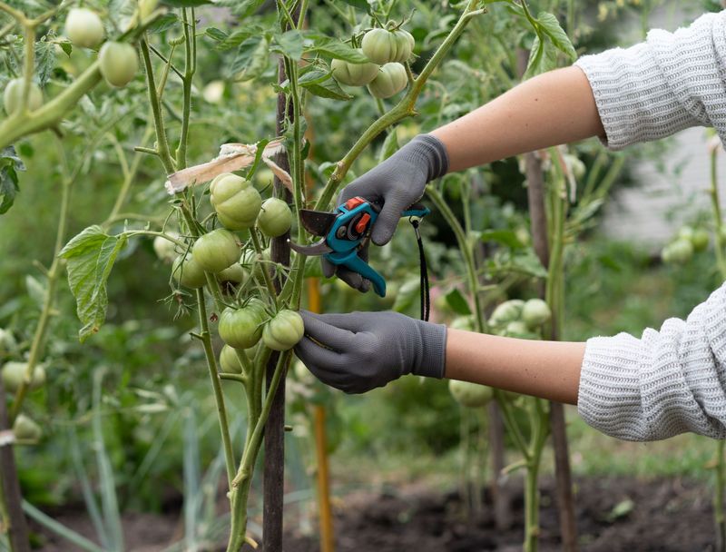 Over-Pruning Or Incorrect Pruning