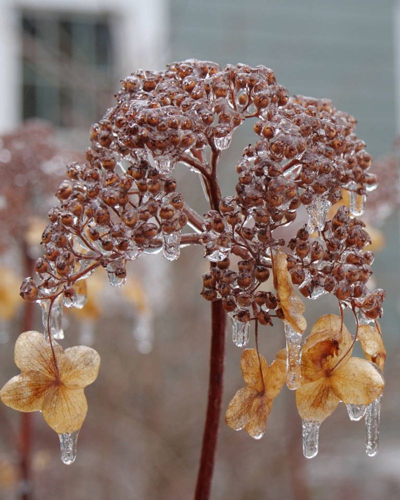 Winter Damage Or A Late Spring Frost