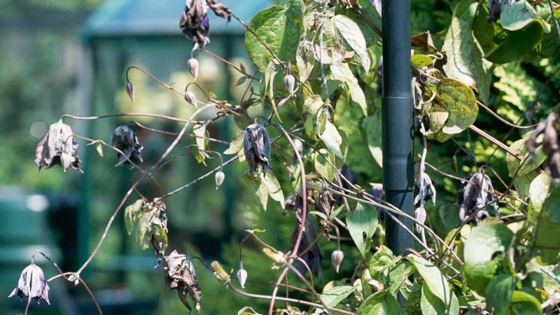 Clematis Wilt and Root Rot