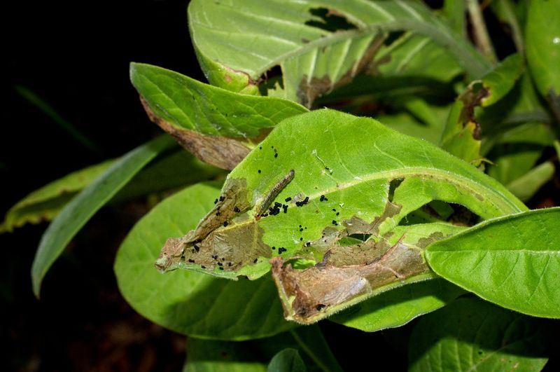 Hunt Down the Sneaky Budworm