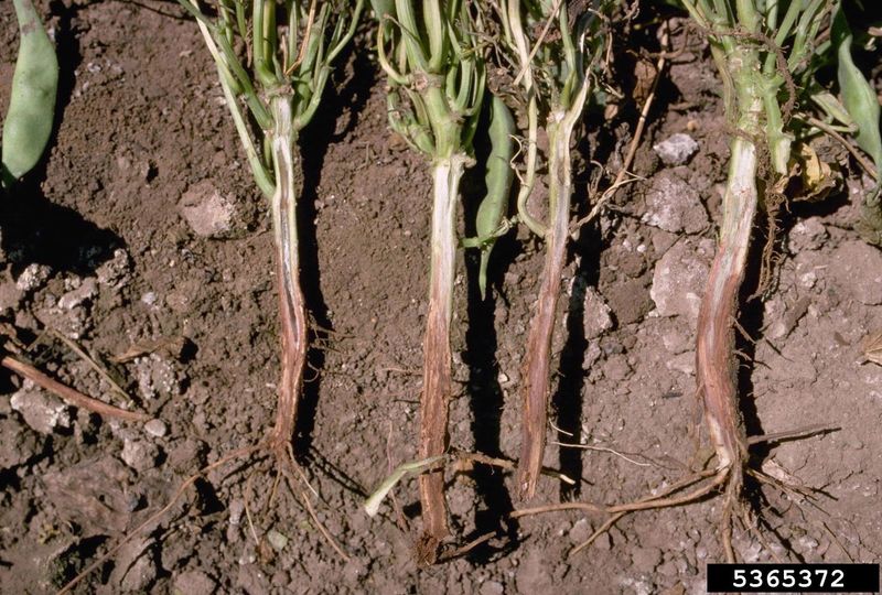Persistent wilt deserves prompt escalation