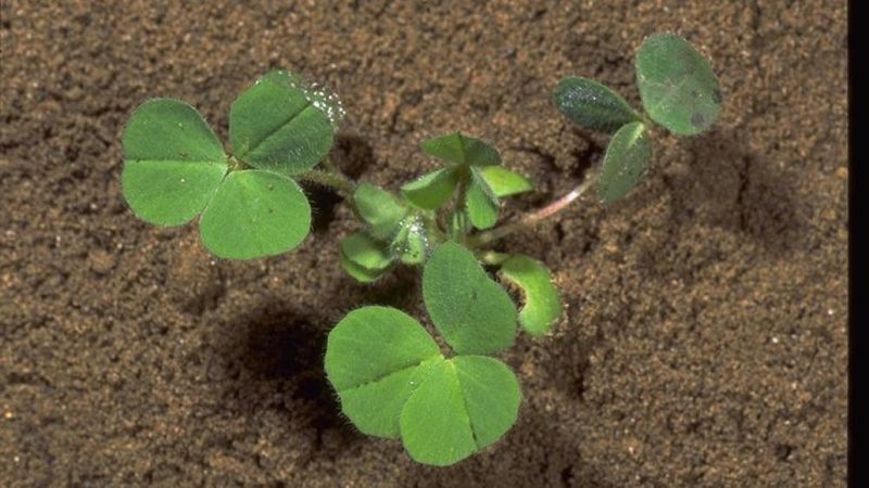 When can North Carolina gardeners still sow?