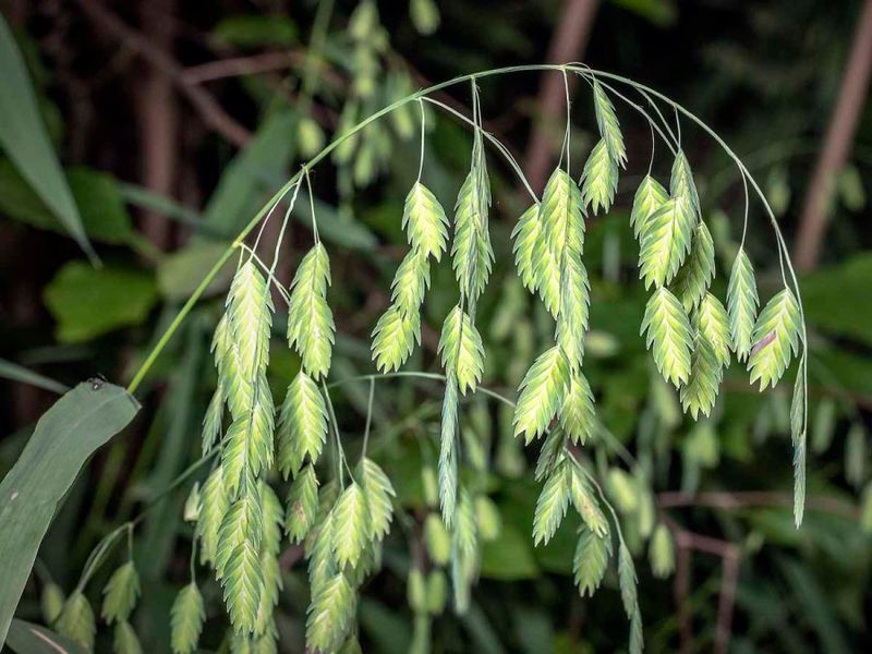 River Oats (Chasmanthium latifolium)