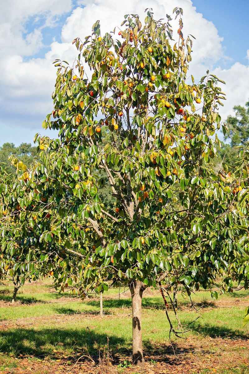 Give the mature tree room to grow