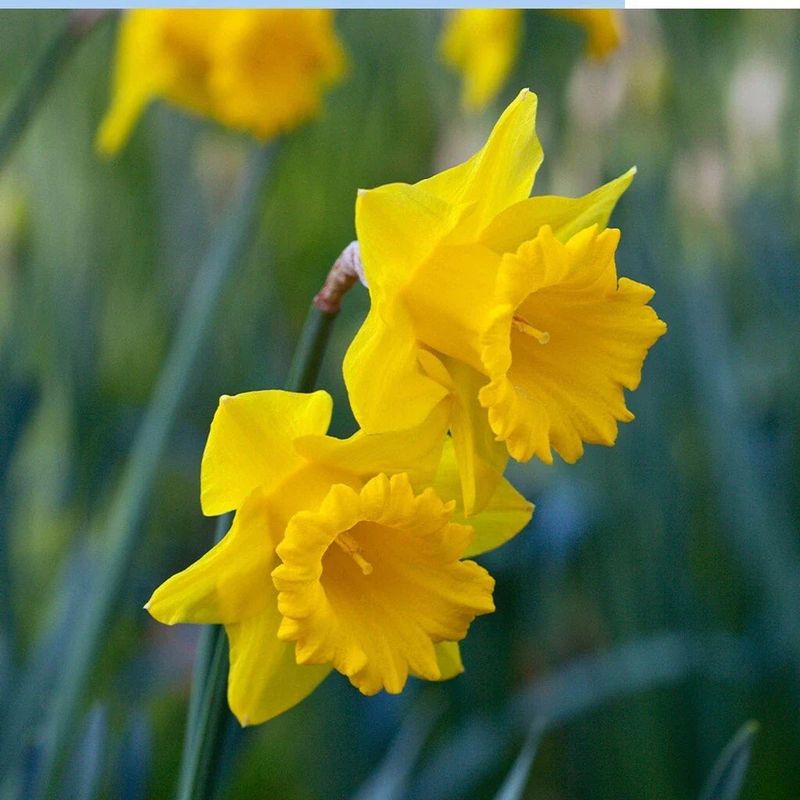 Daffodil (Narcissus)