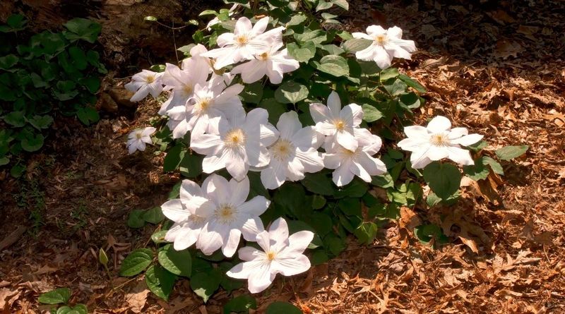 Around Clematis