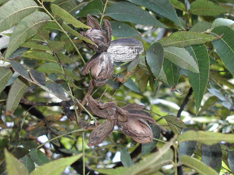 Let the shuck tell you when pecans are ready