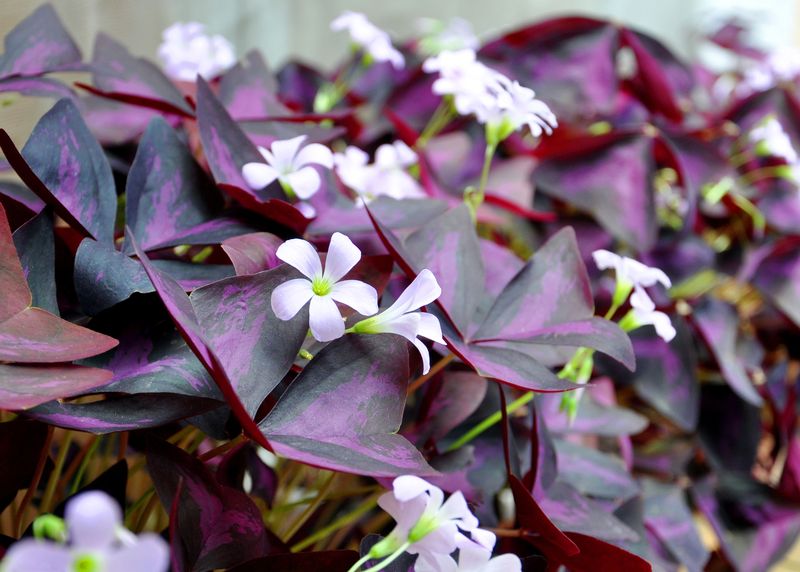Fullness comes from healthy new shoots, not tighter old stems