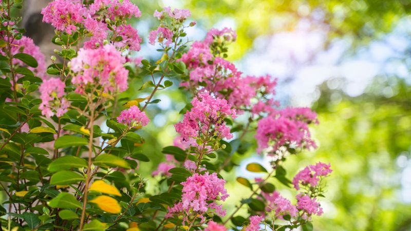 Treat deadheading as an opportunity, not a deadline