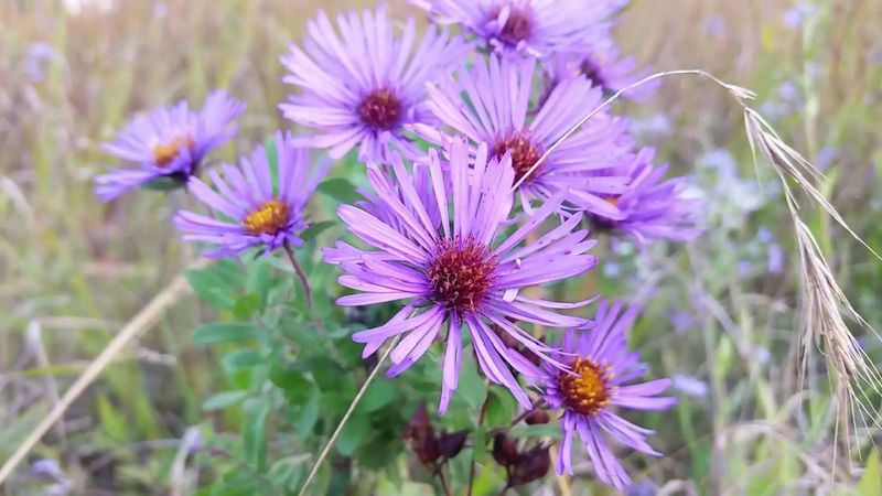 Its North Carolina native status depends on where you garden