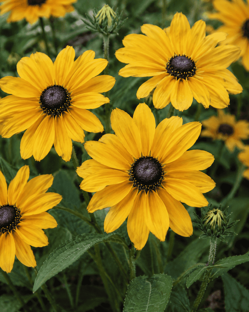 Black-Eyed Susan (Rudbeckia)