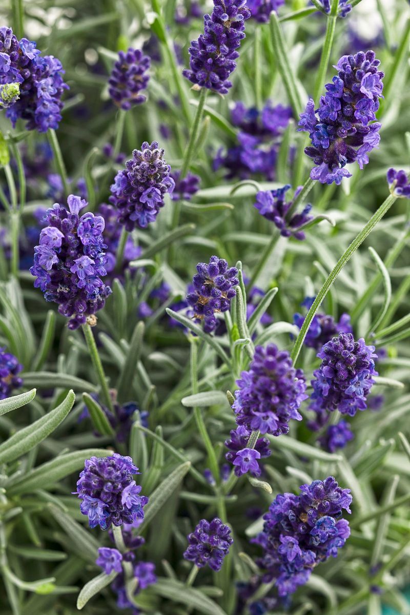 Sweet Romance Lavandula (Lavender)
