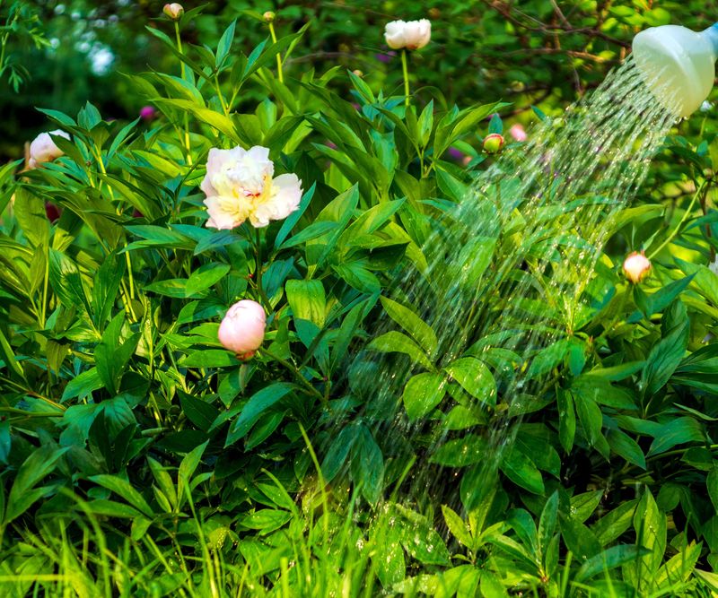 Water Deeply During Dry Spells