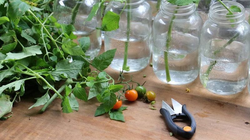 Rooting a cutting starts with water, warmth, and enough light