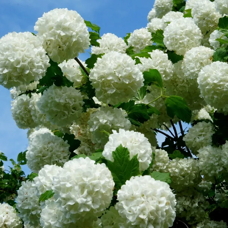 Hydrangea-Look Snowball Bush