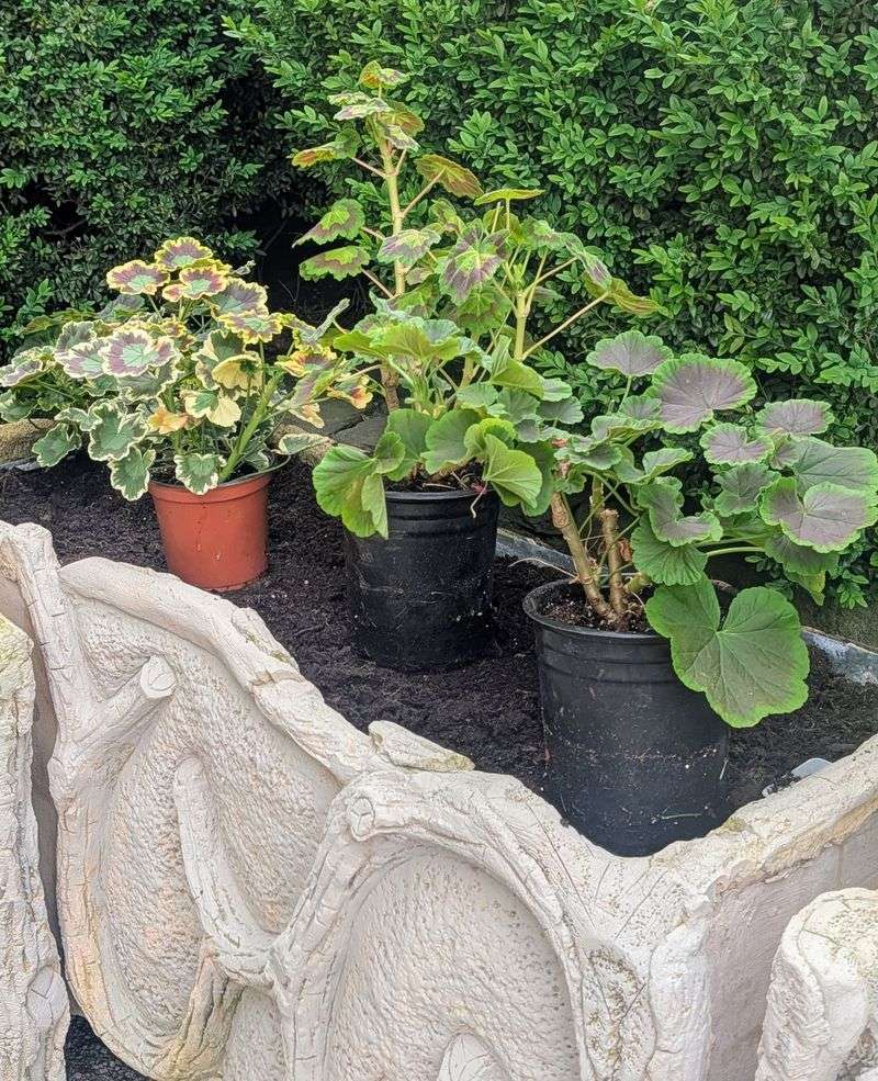 Top-Dress With Organic Compost