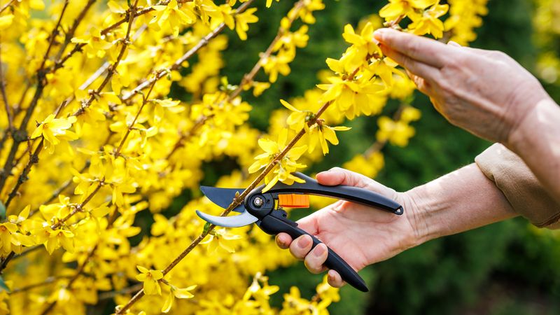 Rejuvenation pruning may trade the next bloom for a healthier shape