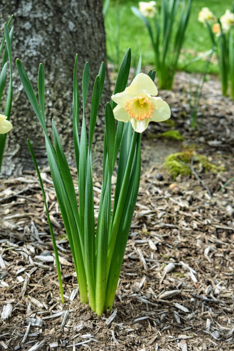 Treat fall planting as the start, not the guarantee