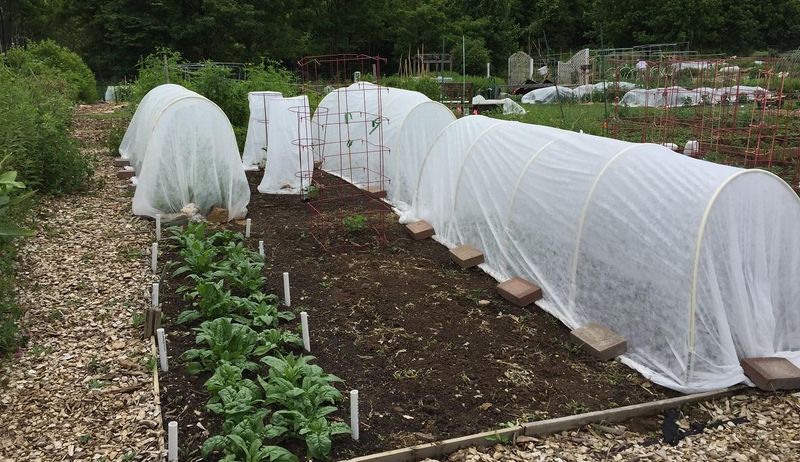 Protect emerged plants without overheating them