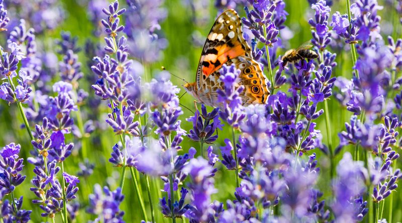 Lavender