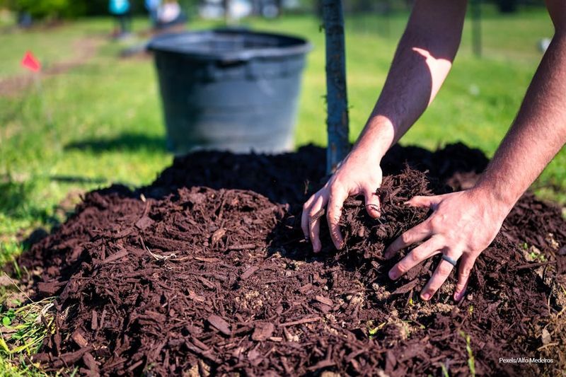 Treat mulch as a watering upgrade, not a watering substitute