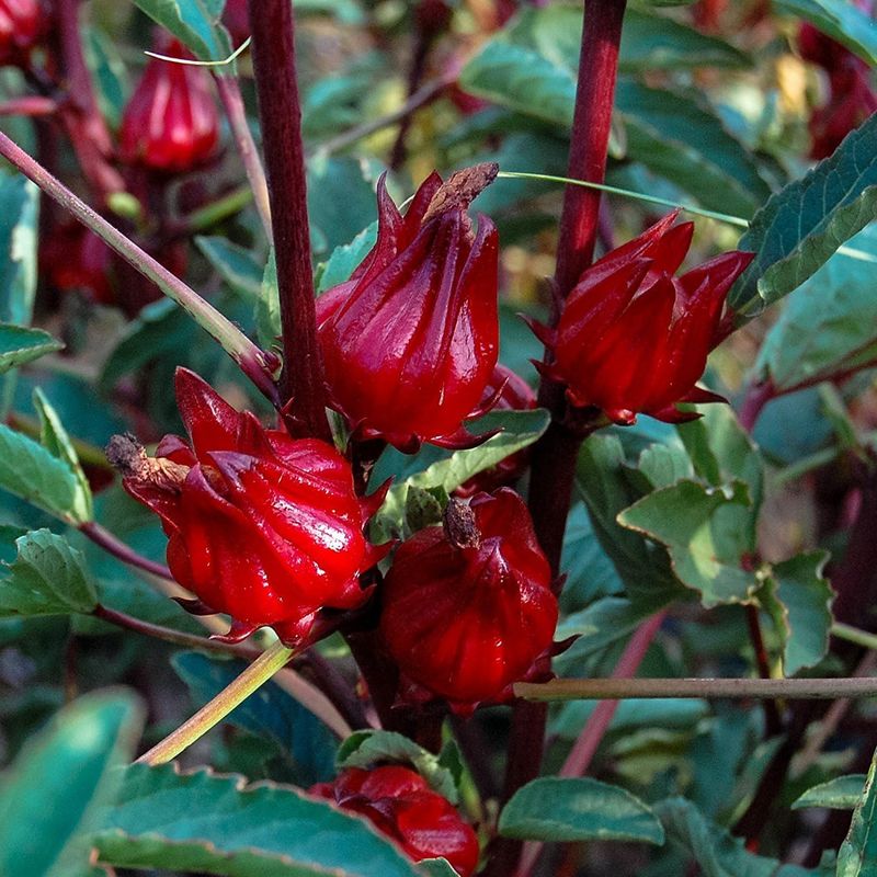 Roselle is a source of many hibiscus teas