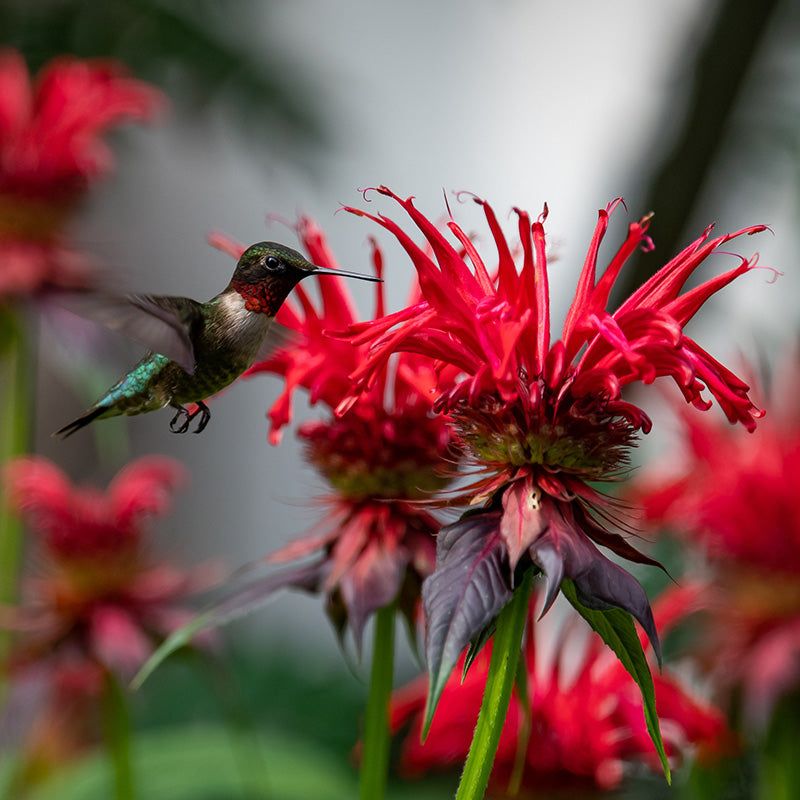 Bee Balm (Monarda didyma)