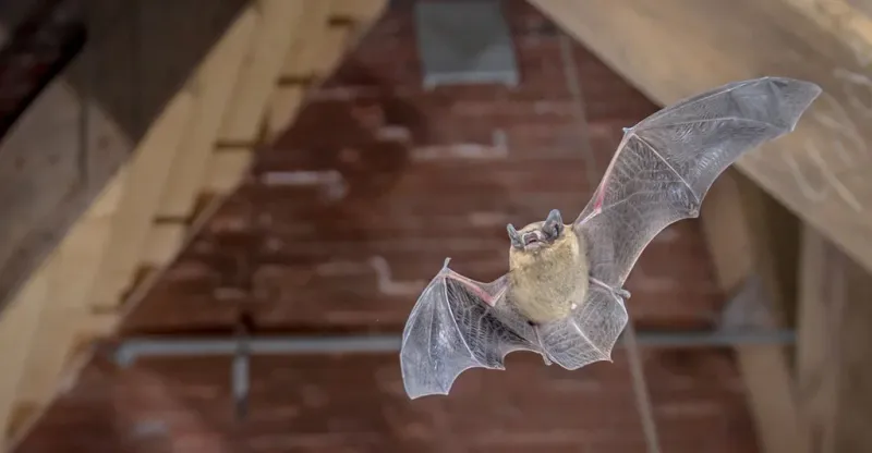 Possible contact or a bat indoors changes the response