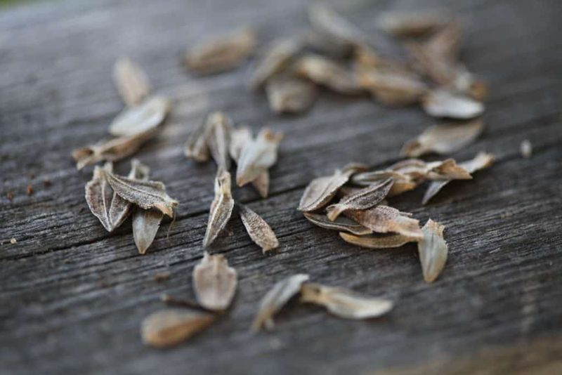 Ensure Seeds are Completely Dry Before Storage