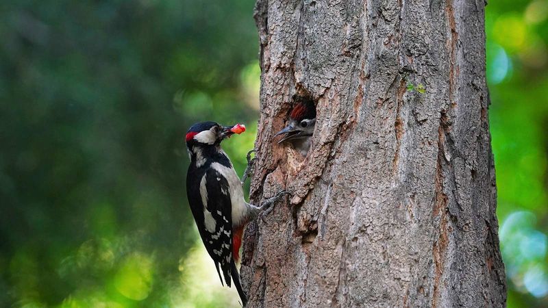 Value Trees and Safe Natural Cavities