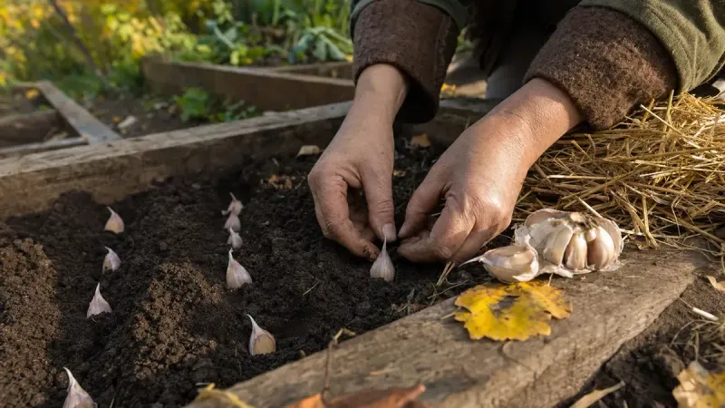 Give each clove sun, drainage, and room