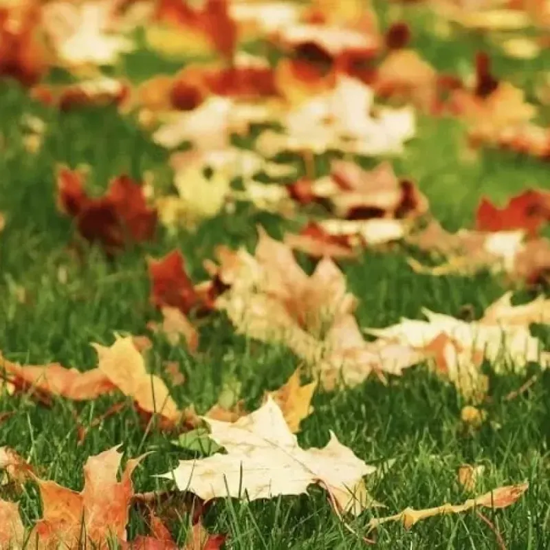 A heavy leaf mat can put new fescue at risk