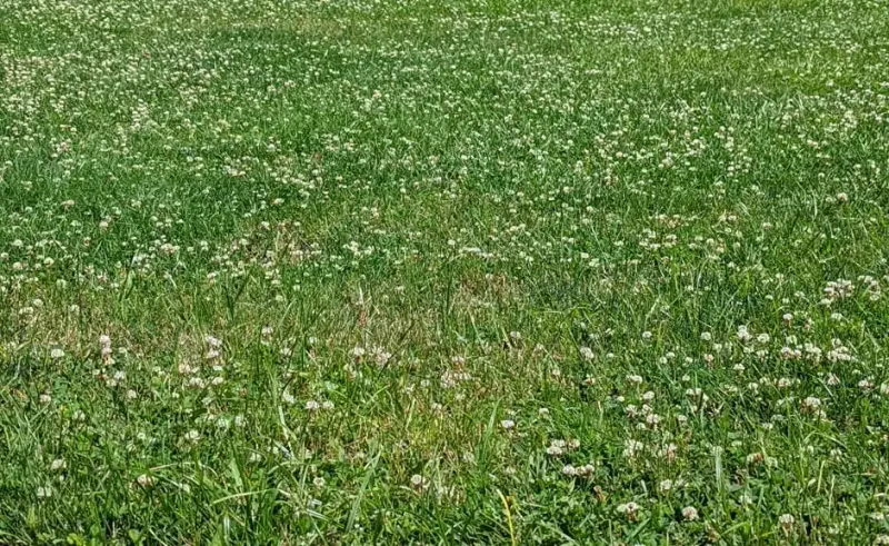 Herbicides helped change clover’s place in the lawn