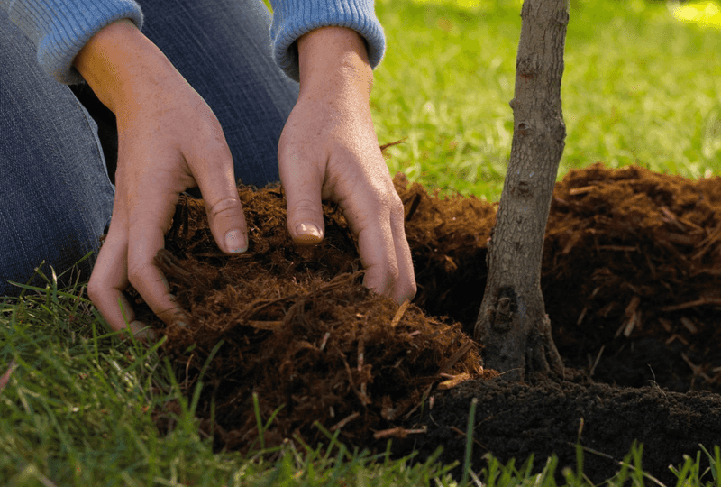 Prevent mulch from creating new stress