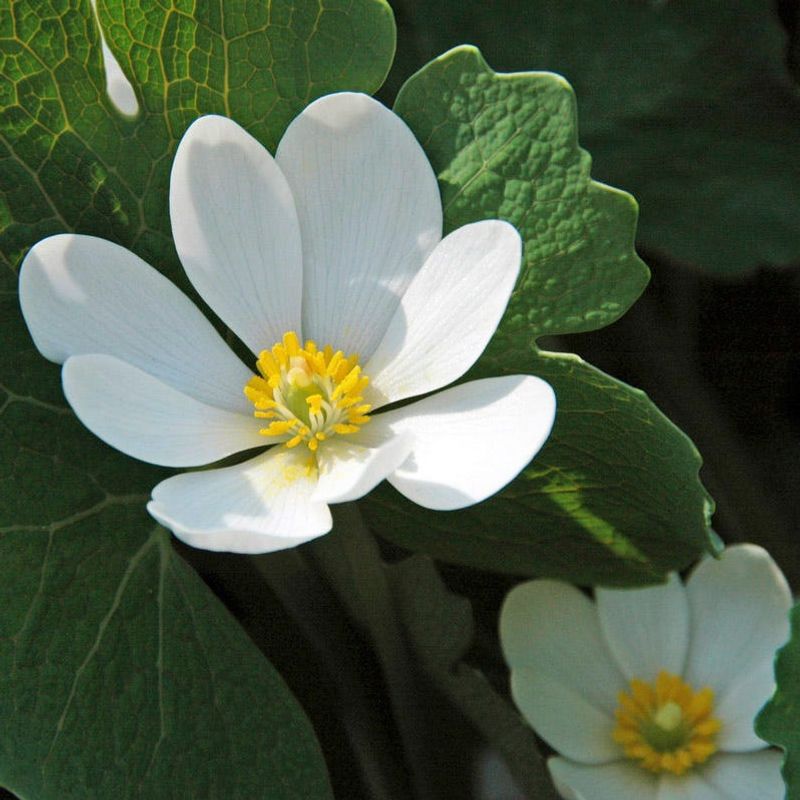Bloodroot (Sanguinaria canadensis)