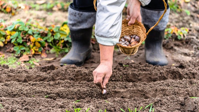 Large, adapted cloves improve the potential for bigger bulbs