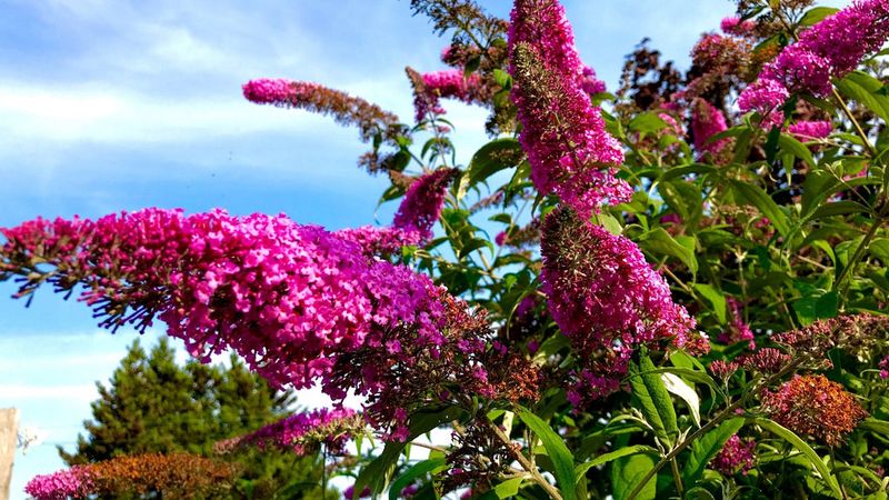 Buddleja davidii raises a regional stewardship concern