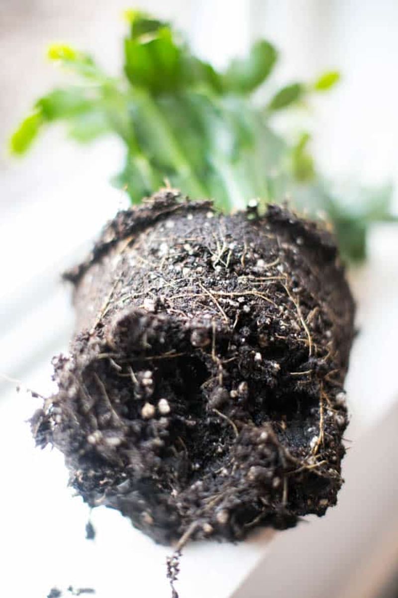 Does the plant actually need a new pot?