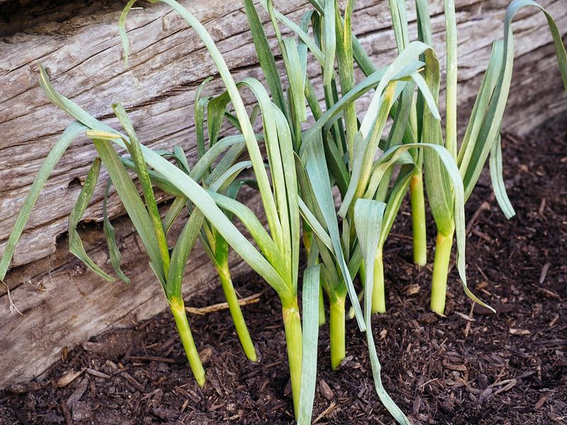 Water Steadily in Spring, Then Ease Off