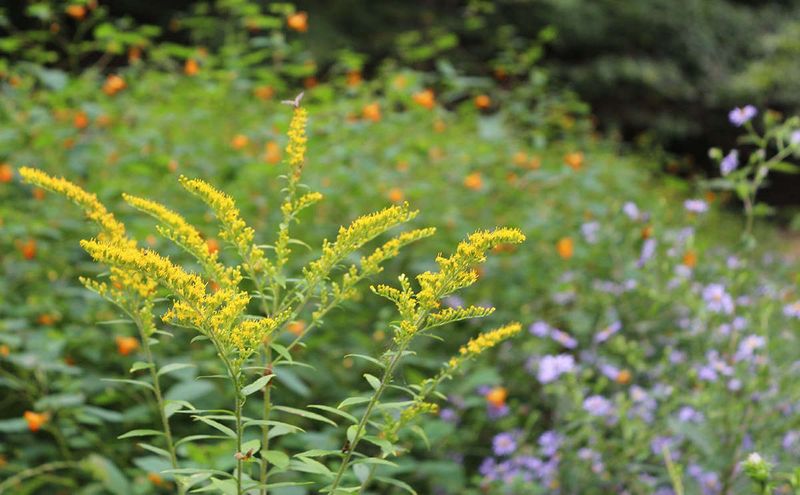 Goldenrod