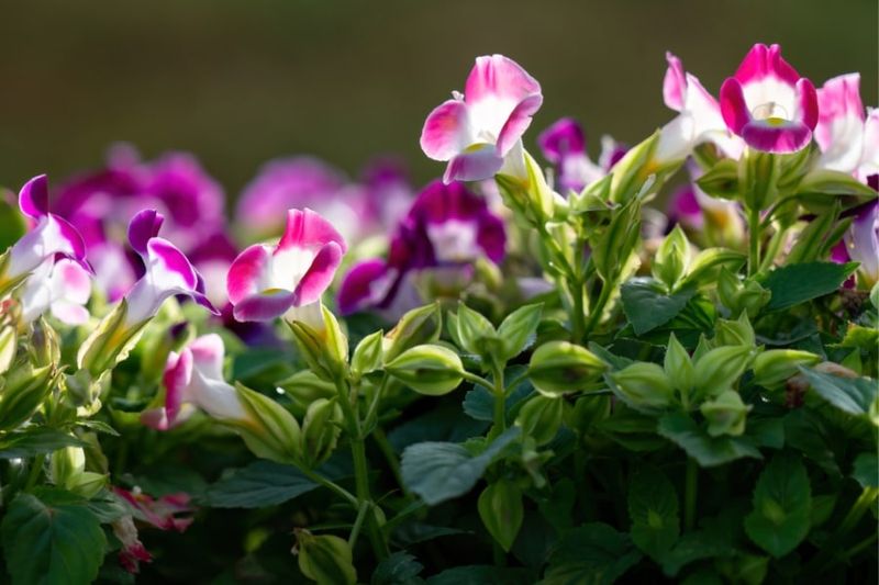 Torenia (Wishbone Flower)