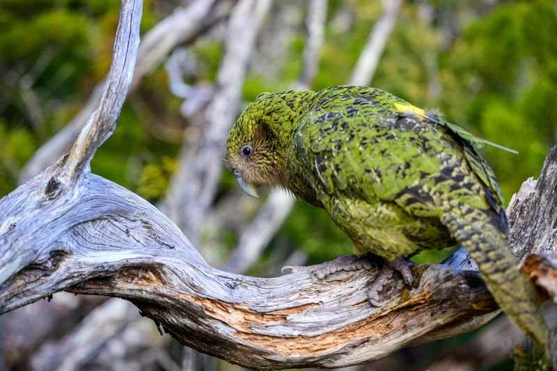 Kākāpō